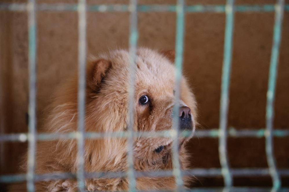 Konya’da zorlu eğitimden geçirilen köpekler afetlerde görev alıyor 4